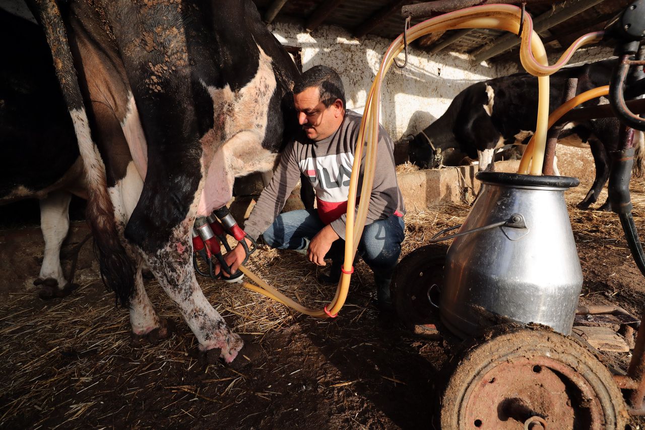 Een Tunesische boer melkt zijn koeien in Kalaat El Andalous, 2022.