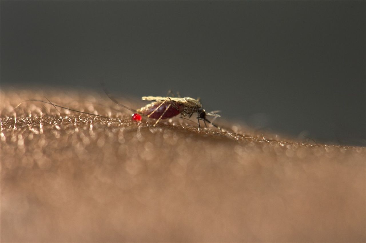 Wageningse muggenval op zonne-energie dringt malaria terug 