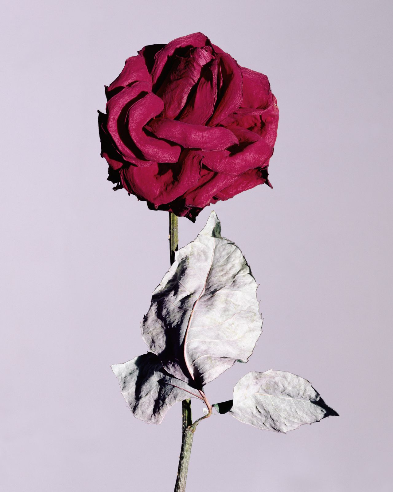 Rode roos, symbool van de PvdA Foto Jonathan Kantor Rouge Rose