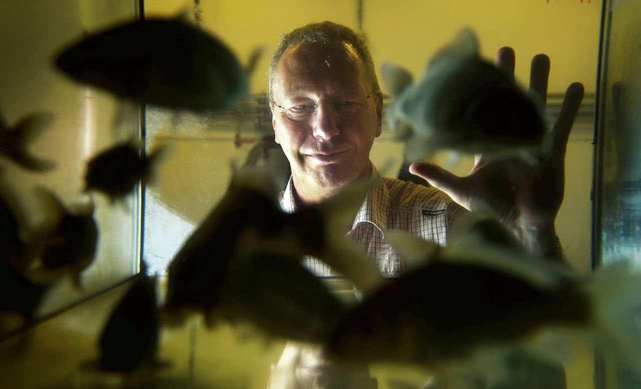 Vissenbioloog Gert Flik doet onderzoek aan tilapia’s. ‘Een makkelijke vis’.