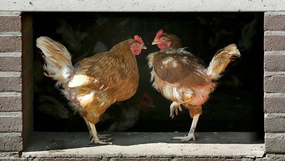 Kippen in een slachterij in Aalten, vóór het halal slachten.