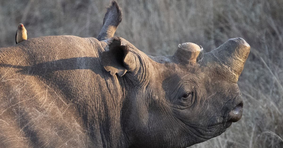 I rinoceronti cambiano il loro comportamento se le loro corna sono state rimosse come misura preventiva