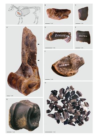 Neanderthalers hadden een ‘vetfabriek’ om botten uit te koken. Het vet ...