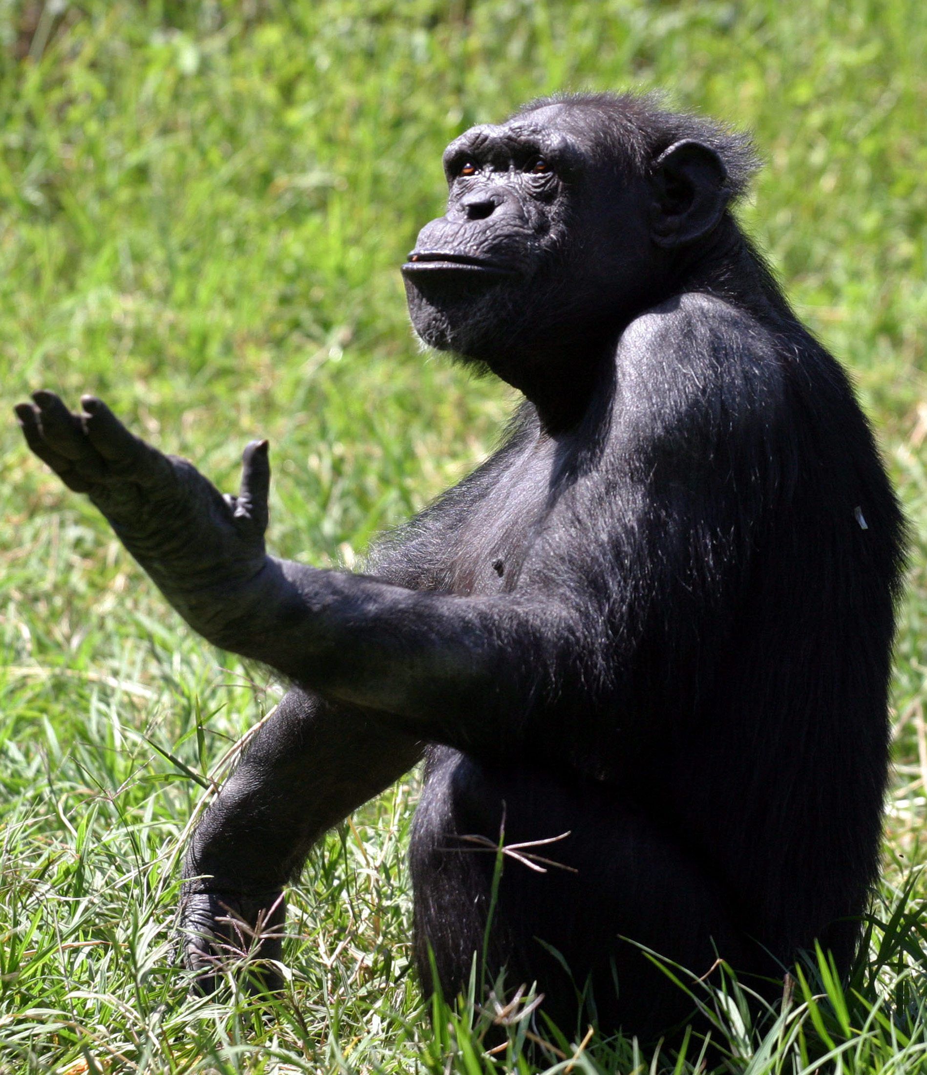 жесты обезьян. аллен и беатрис гарднер и шимпанзе уошо. жесты обезьян. жесты шимпанзе. шимпанзе позы.