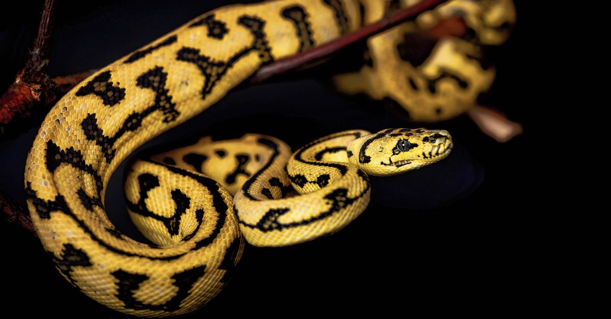 Anche le femmine di serpente hanno un clitoride.  O meglio: due e mezzo