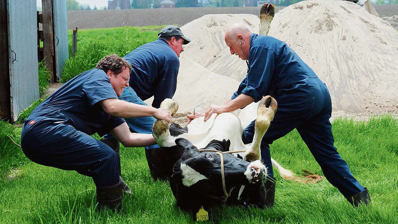 Dr. Pol (rechts) in actie op een boerderij in Michigan. „Get out of my way! Het dier gaat voor.”