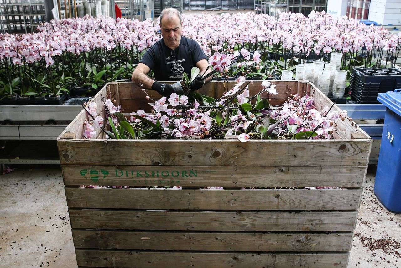 Een medewerker van een plantenleverancier gooit een orchidee weg. De bloemenbranche heeft grote hoeveelheden moeten vernietigen omdat de vraag is teruggelopen.