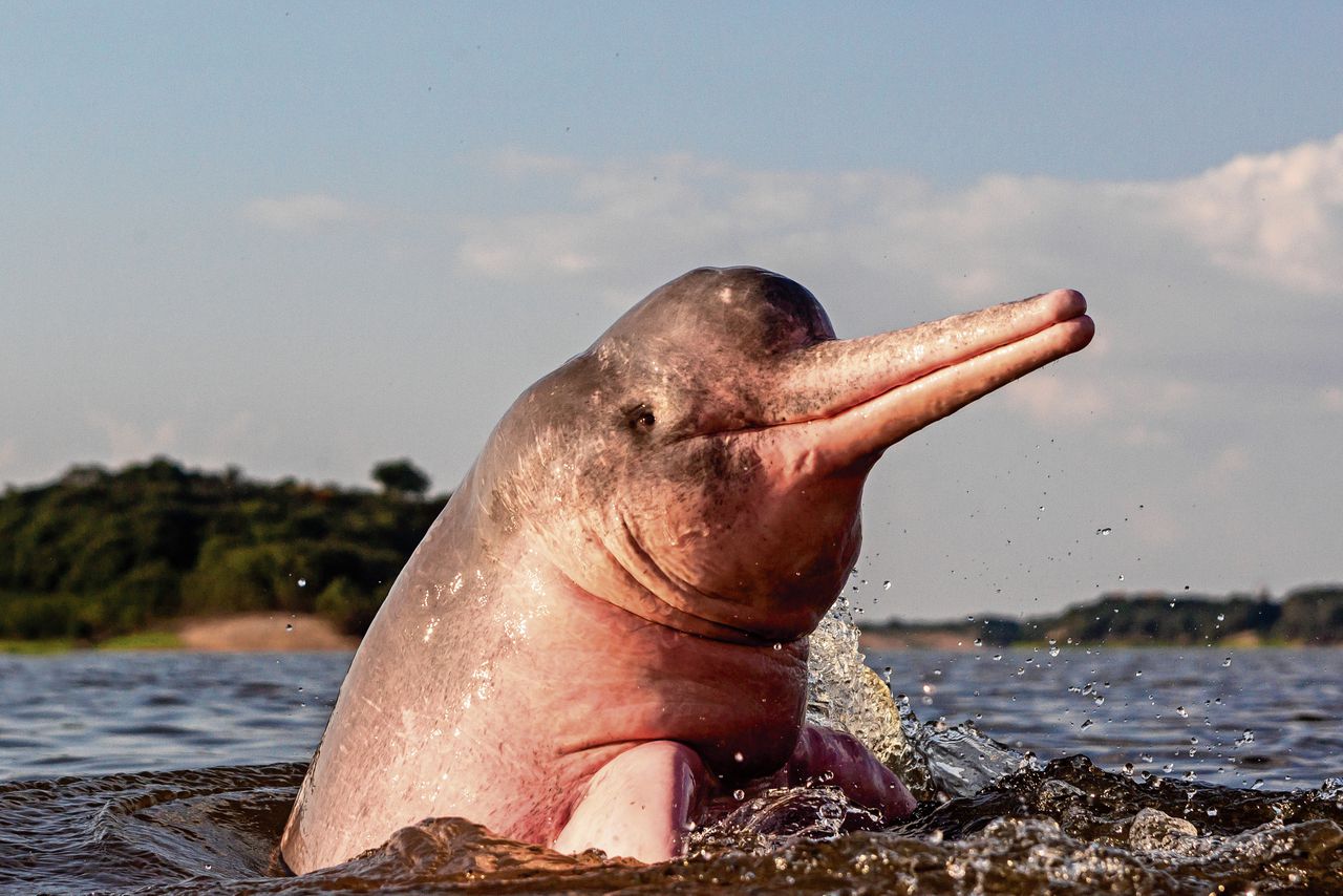 Амазонский дельфин 4. Амазонский розовый Дельфин. Амазонский Речной Дельфин. Розовыми амазонскими речными дельфинами. Розовый Дельфин боуто.