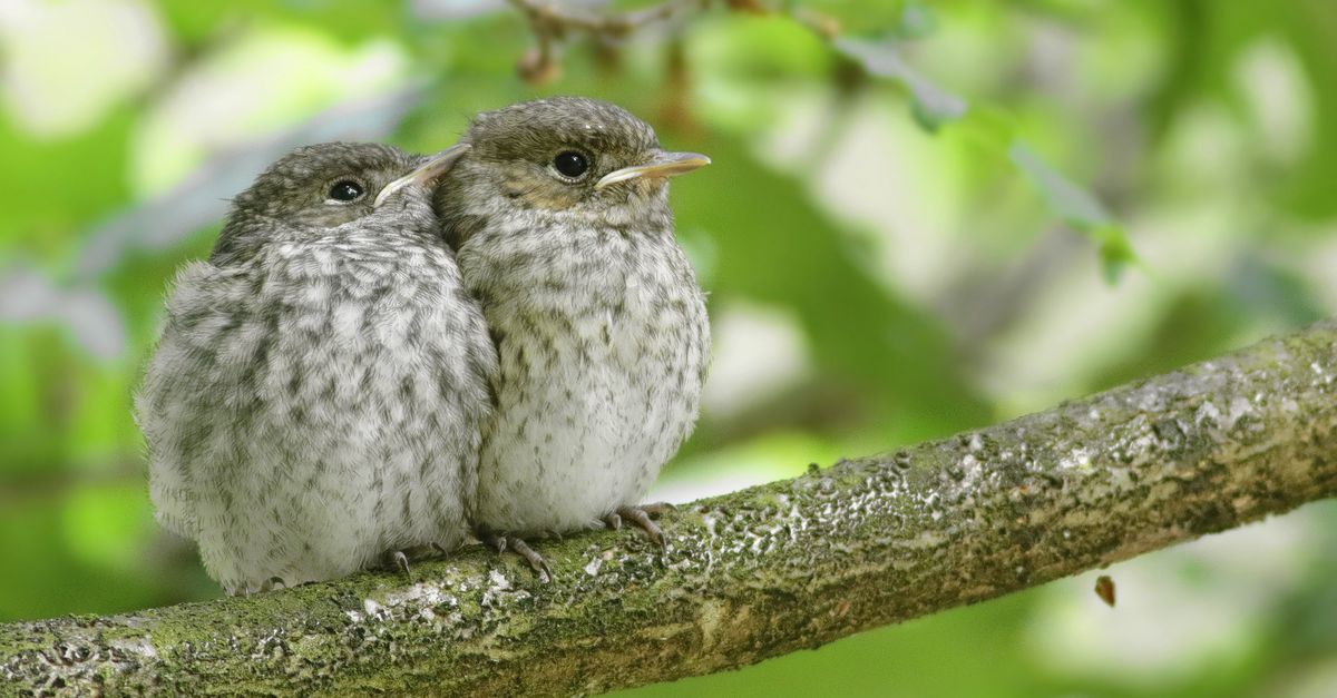 De landkaart die een trekvogel hanteert is deels aangeleerd en deels ingebakken