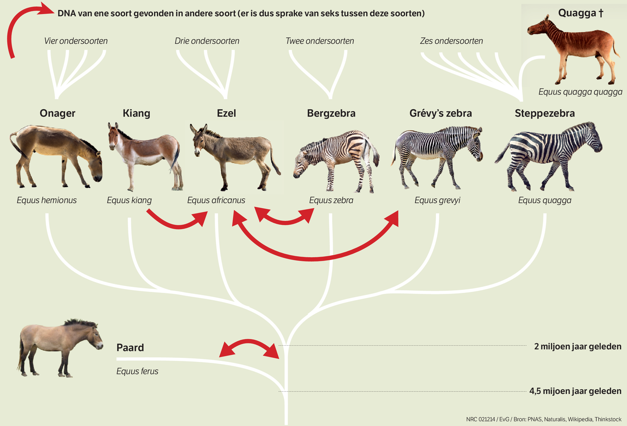 Ezels paarden met zebra’s - NRC