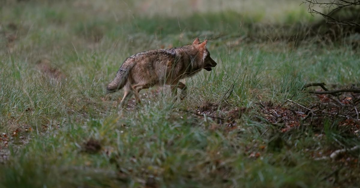 Tientallen wolven werden waarschijnlijk illegaal gestroopt in Nederland: ‘Er wordt actief gejaagd’