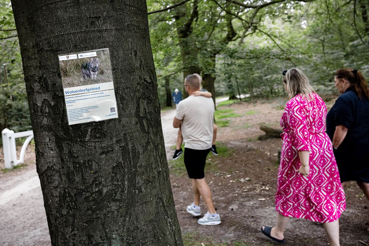 Provincie Utrecht wil ‘probleemwolf’ kunnen afschieten, kan dat? 