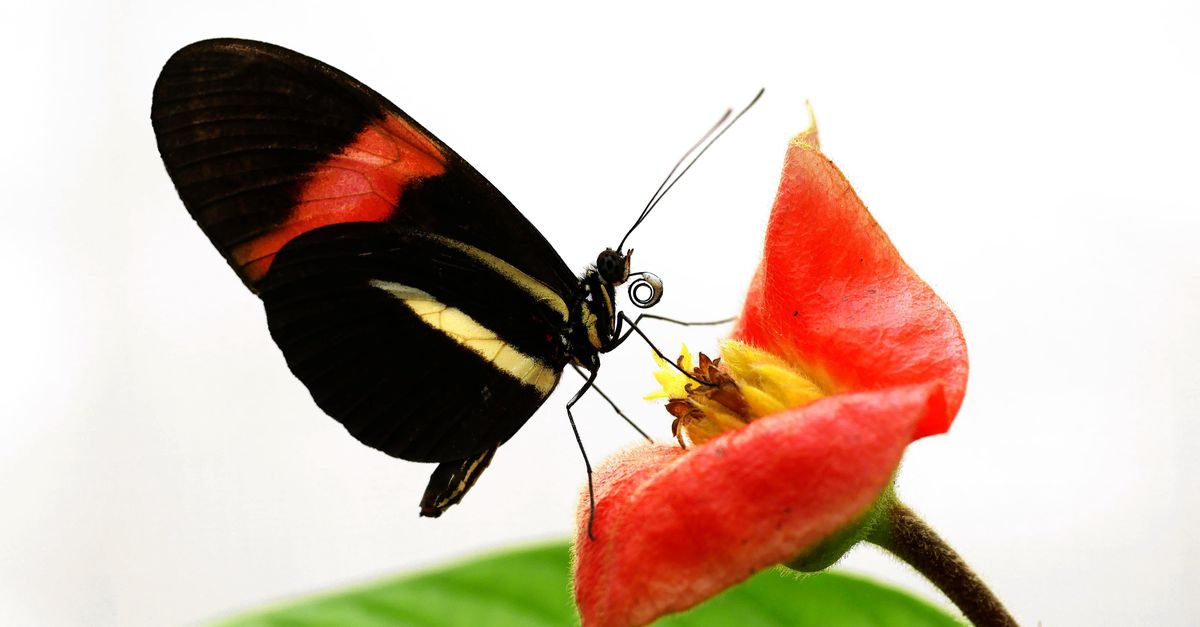 De passiebloem&shy;vlinder leeft lang dankzij een geheim dieet en een snufje genetica