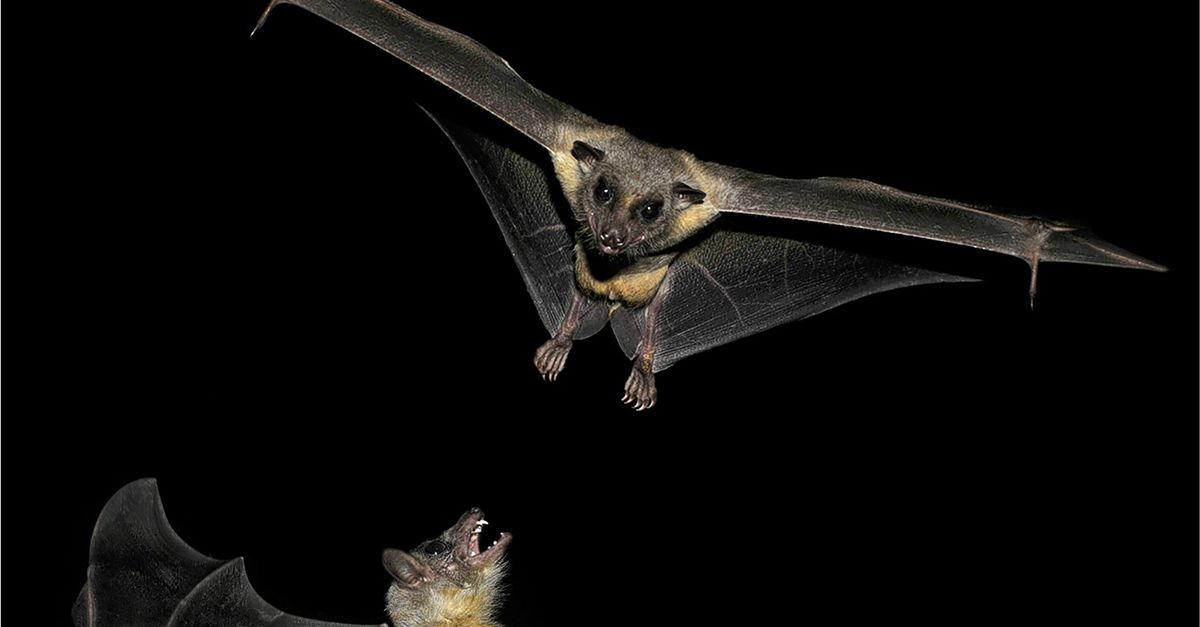 Vleermuizen hebben een innerlijk kompas