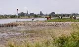 Een drooggevallen gedeelte uiterwaard langs de Lek.