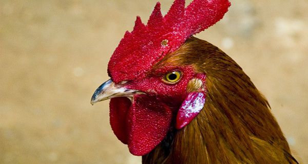 Vogelgriep vastgesteld in Zeeland