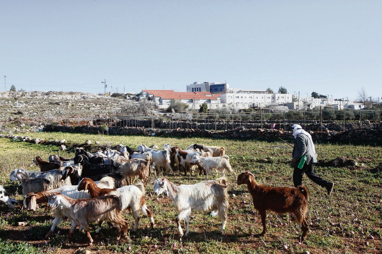 Een Palestijnse herder en zijn kudde, met op de achtergrond de Israëlische nederzetting Migdal Oz
