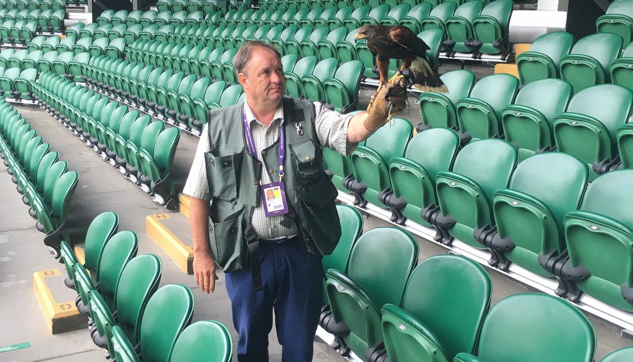Valkenier Wayne Davis met Rufus the Hawk, de Bird Scarer van Wimbledon.