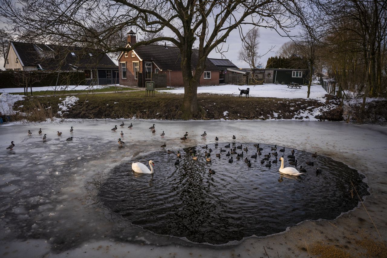 Will water birds still know how to keep waking open?