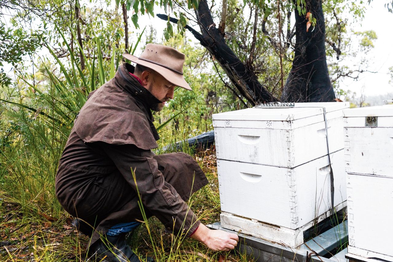 Australische bijen in lockdown om gevreesde parasitaire mijt 