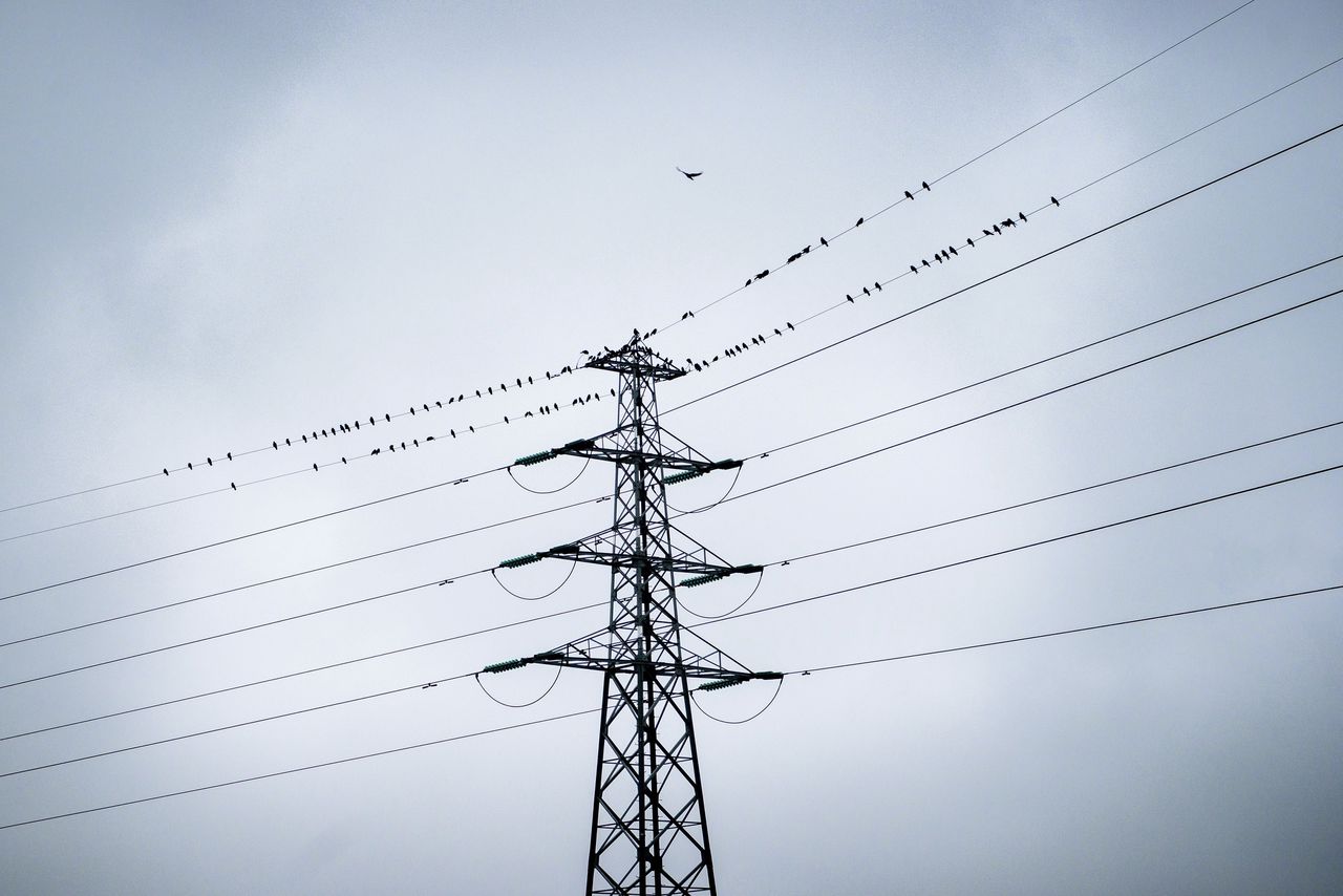 Vogels zitten graag op spanningsleidingen, míts de spanning niet te hoog is
