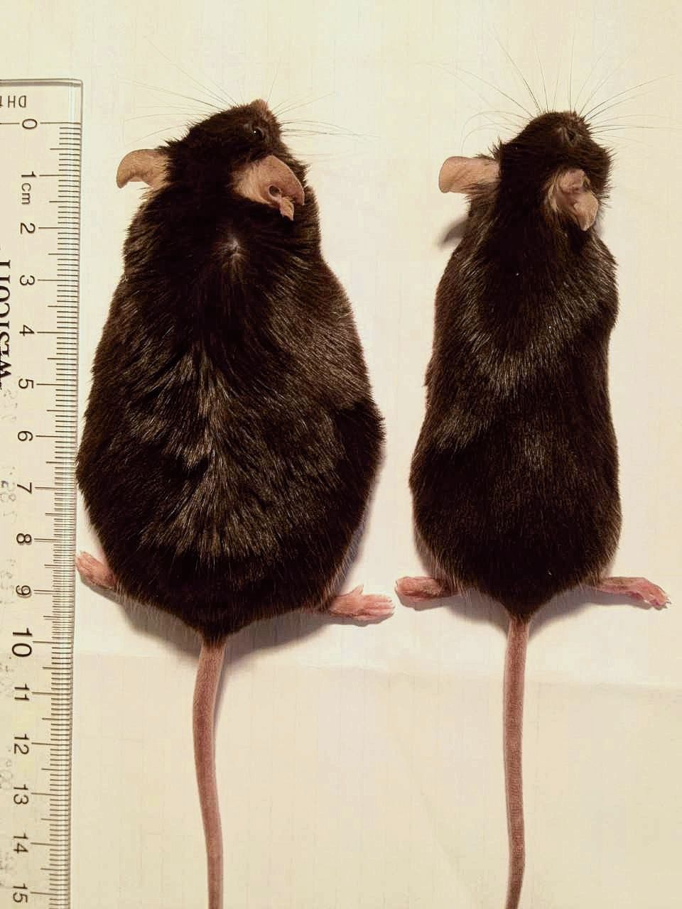Een niet-ruikende muis (rechts) eet evenveel als een ruikende muis, maar weegt minder.