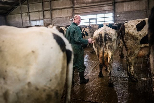 Boer Jan Teade Kooistra op zijn melkveebedrijf in Eagum.