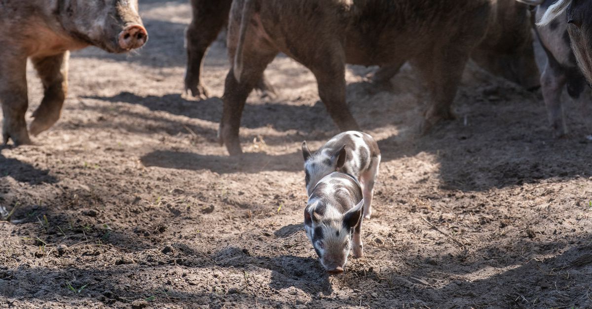 Bij varkensboer Scheepens ‘zoelen’ en wroeten de varkens nog – een leven dat de Kamer meer landbouwdieren gunt