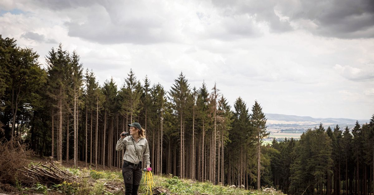 soort Onheil vrek De schorskever sloopt de geliefde Duitse wouden - NRC