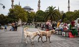 Twee zwerfhonden lopen langs de beroemde Blauwe Moskee in Istanbul. Niemand weet precies hoeveel zwerfhonden en -katten er in Turkije zijn, maar alleen al in Istanbul wordt hun aantal op enkele honderdduizenden geschat. 