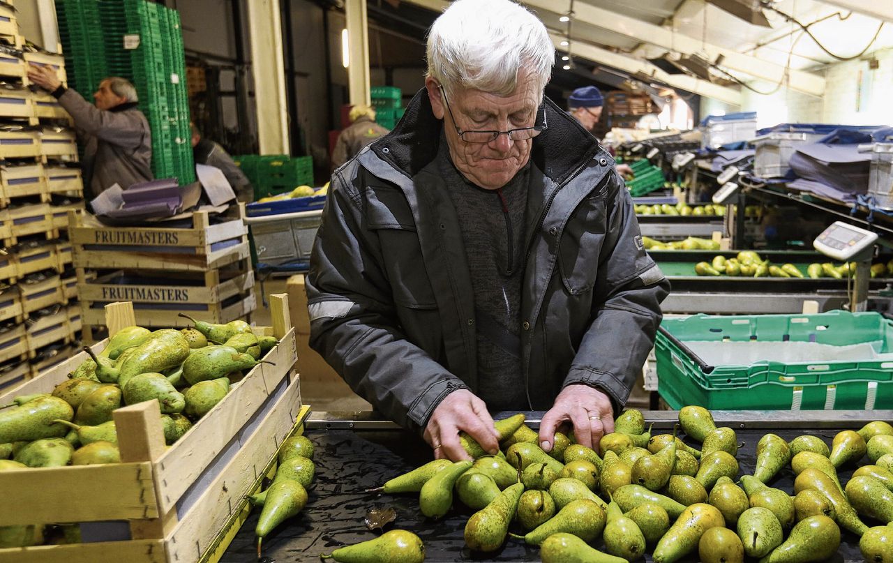 Oudere werknemer sorteert peren. Ouderen zijn niet vaker ziek dan jongeren, maar wel langduriger.