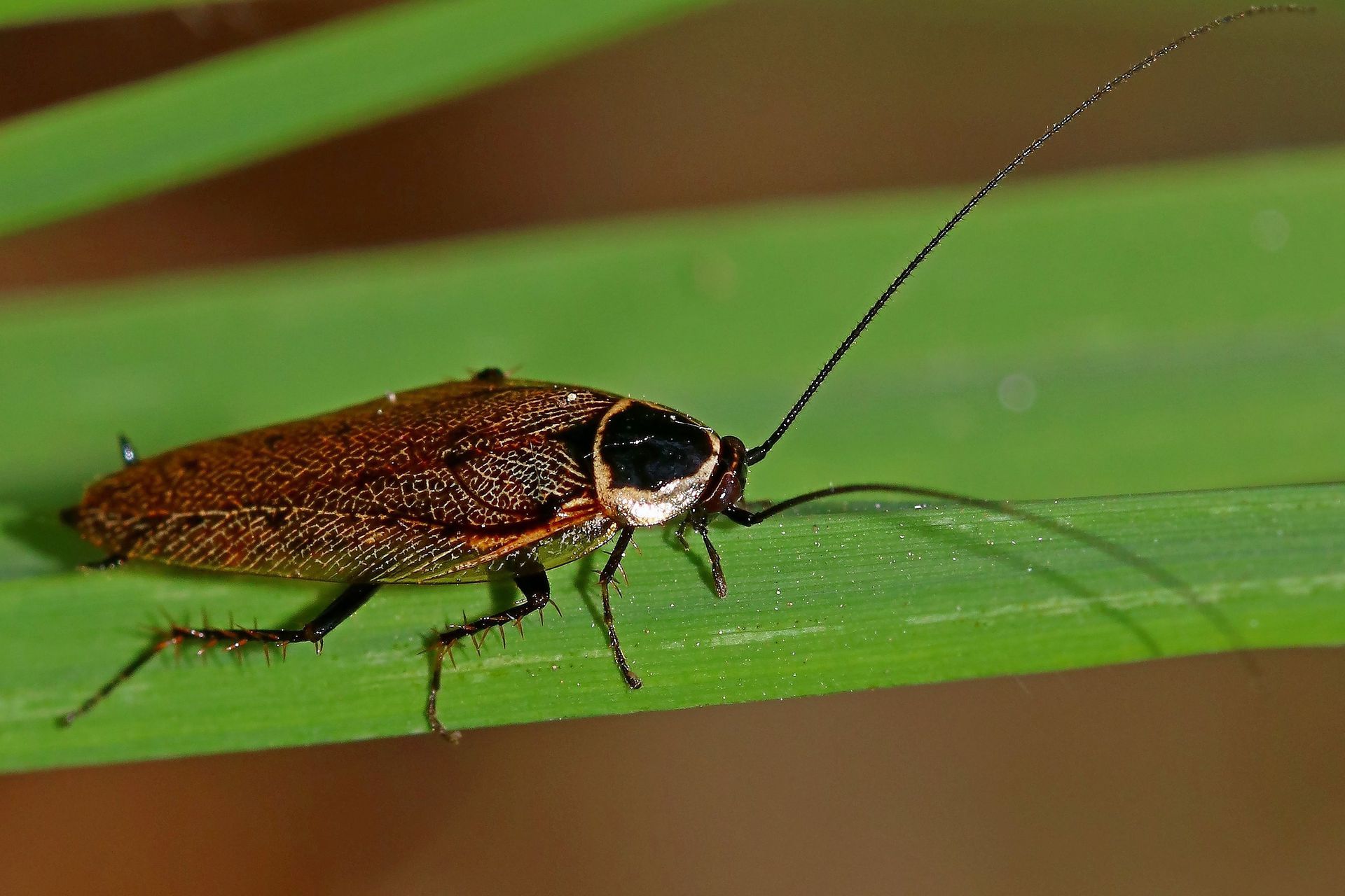 Dit insect verpakt haar eieren in een donkerbruin damestasje - NRC