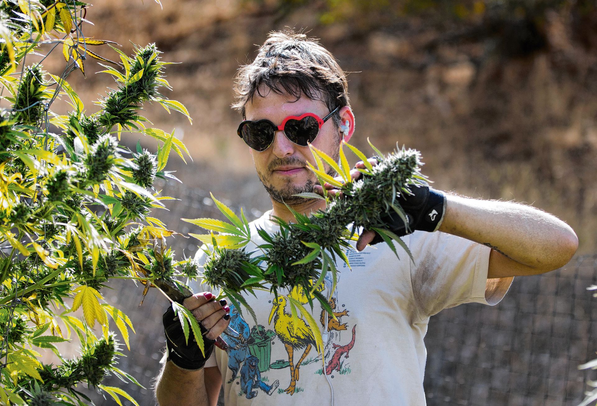 скачать фильм выращивание марихуаны