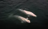 Ballenas beluga en aguas árticas. Foto Sebnem Coskun/Anadolu/Getty 
