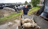 De dierziekte blauwtong raast door Nederland. Er is geen vaccin, en geen medicijn