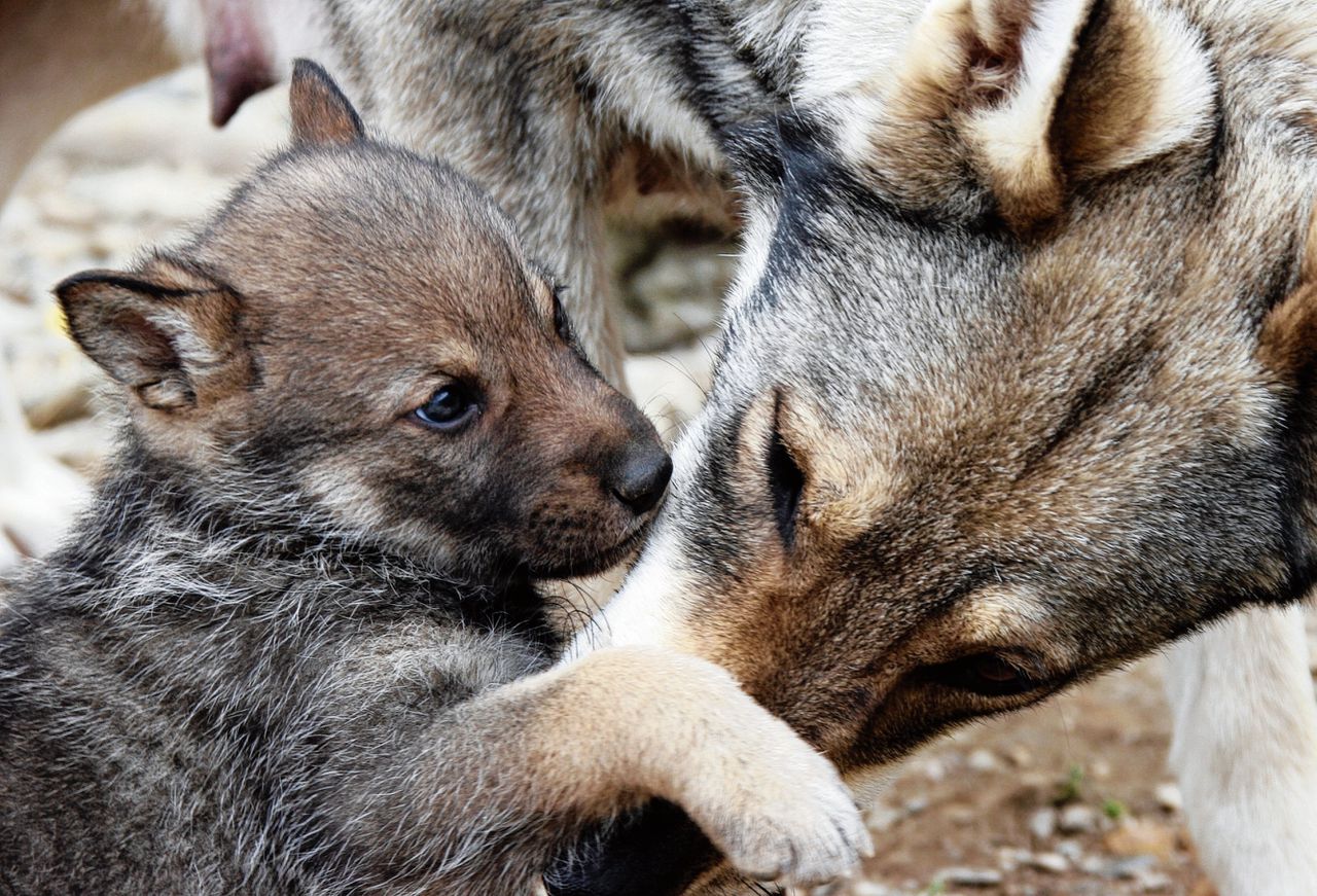 Eerste wolvenwelpen geboren in Nederland in meer dan honderd jaar 