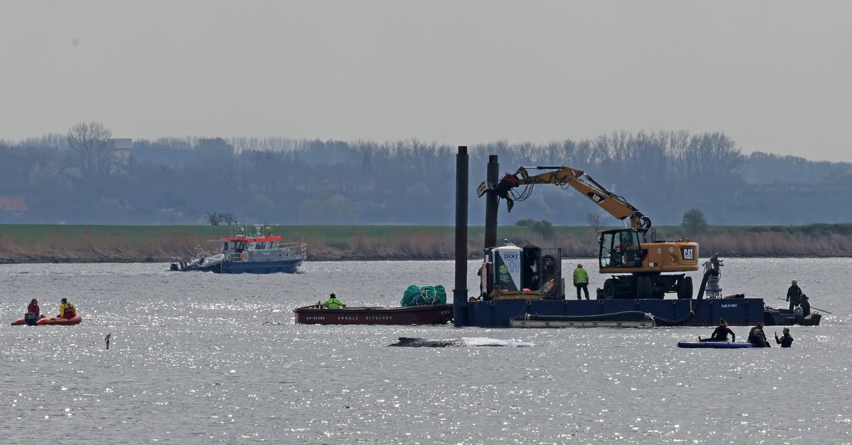 Gestrande bultrug Timmy heeft het recht om niet te hoeven lijden, stelt de Nederlandse Leidraad voor walvisachtigen