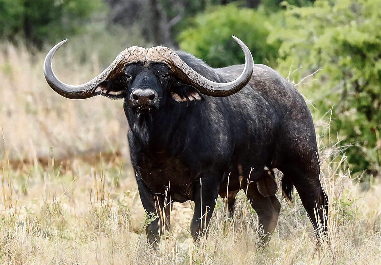 Afrikaanse buffel Horizon is tien miljoen euro waard NRC
