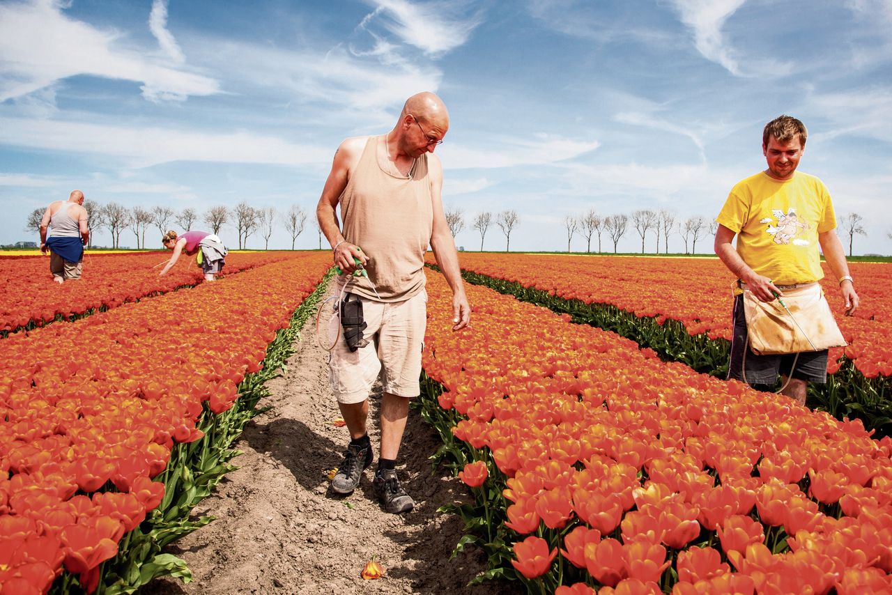 Medewerkers van een tulpenbedrijf in Midwolda. Bloemen zijn nog steeds het grootste landbouwexportproduct.