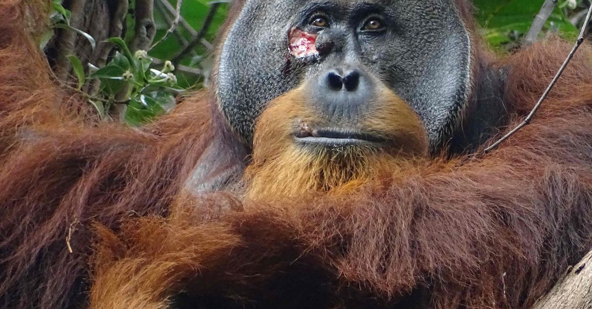 This orangutan in Sumatra treats himself with herbs