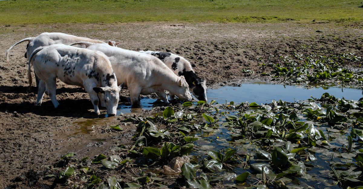 ニンニクの道からの今年の呼びかけは、オランダの乾燥した水たまりでは聞こえません