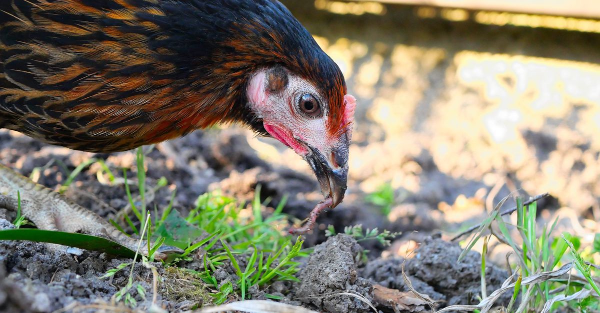 Regenworm blijkt ‘PFAS-pier’ die via kippen deze chemicaliën overbrengt naar de mens