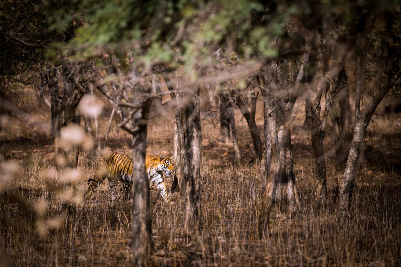‘Aantal tijgers in India met 33 procent toegenomen’ 
