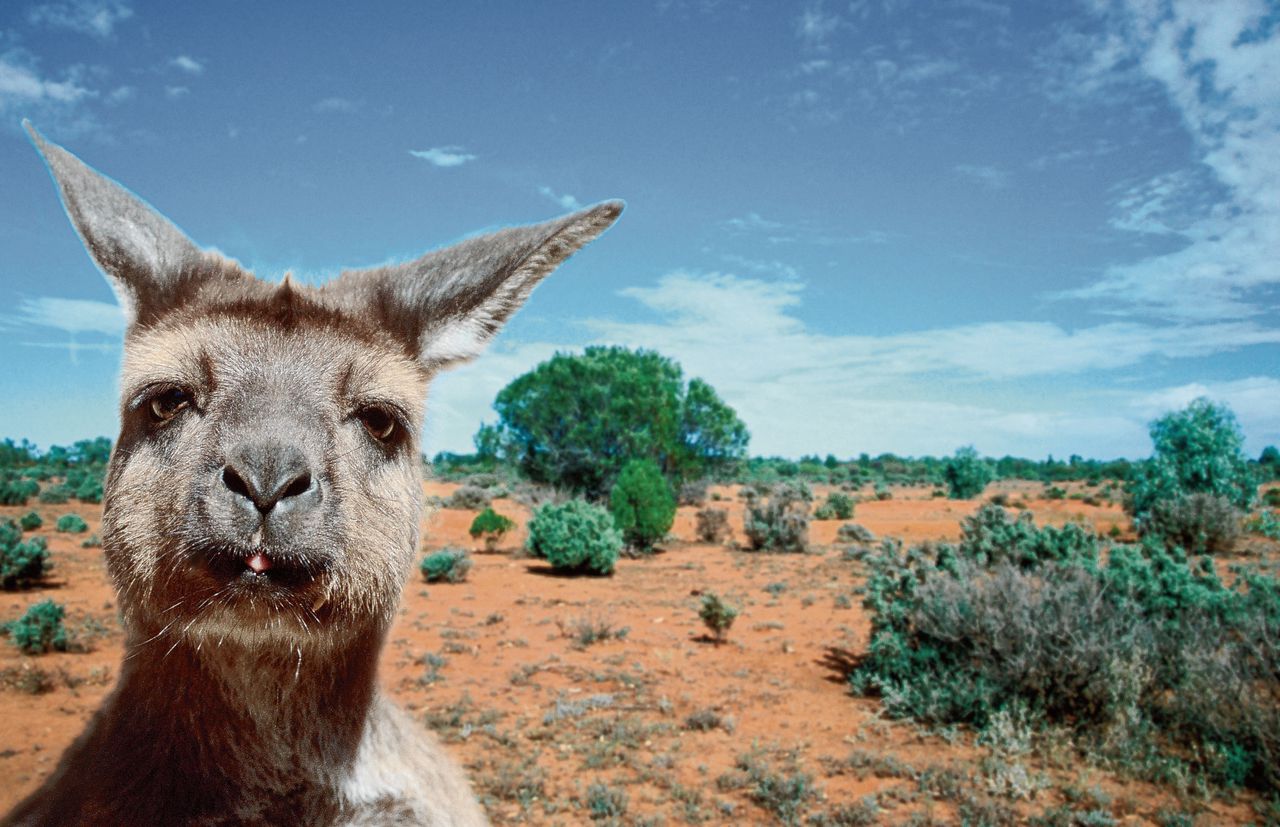 Met een kangoeroe extreem-rechts bestrijden 