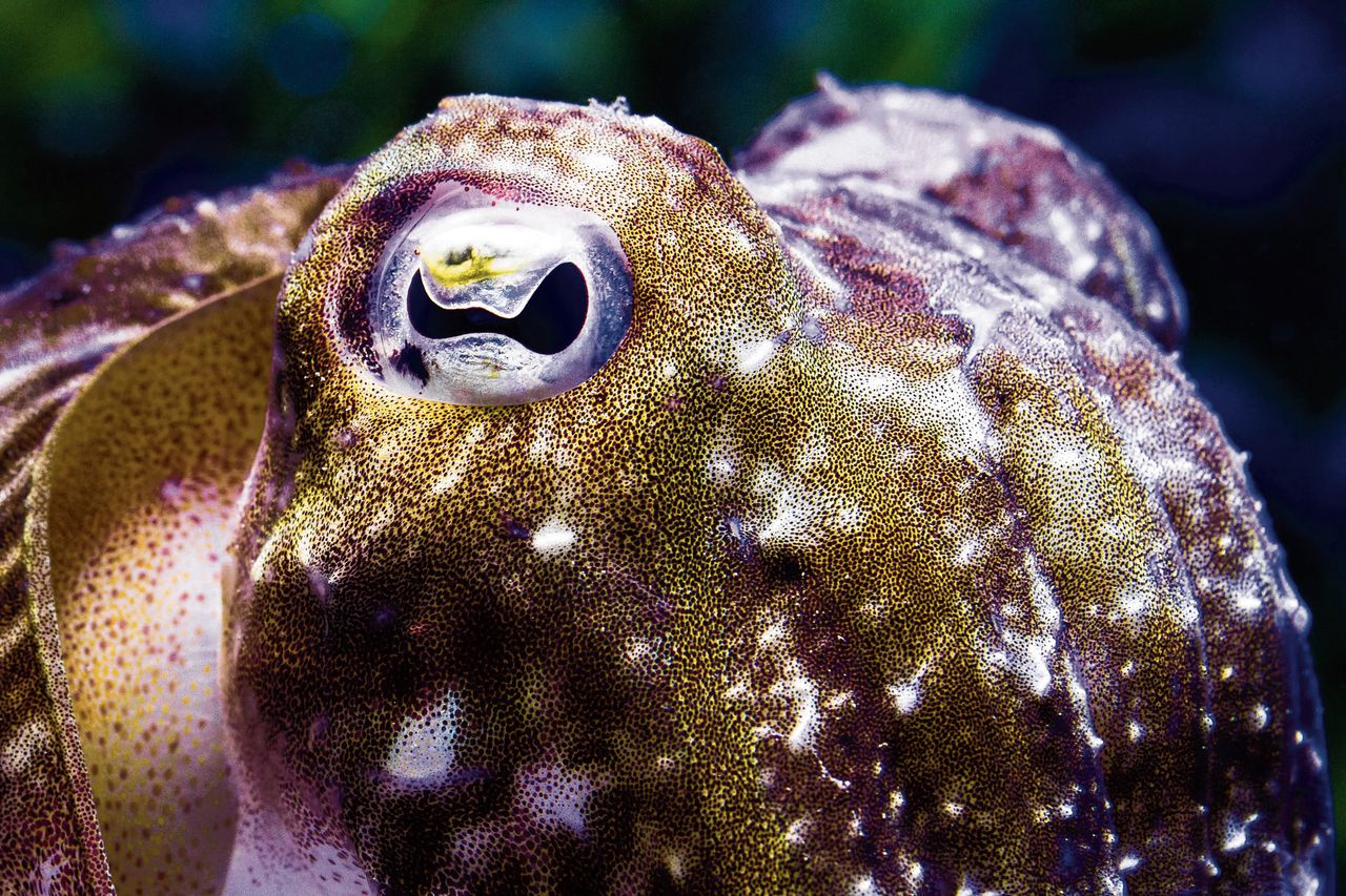 Met miljoenen pigmentcellen kunnen zeekatten enorm veel camouflagepatronen maken 