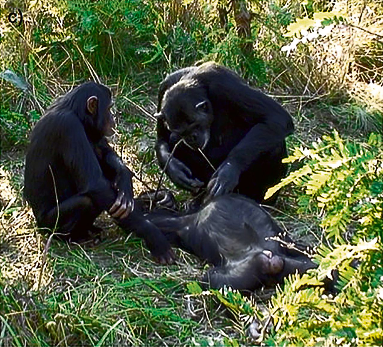 Chimpansee reinigt gebit van overleden pleegzoon 