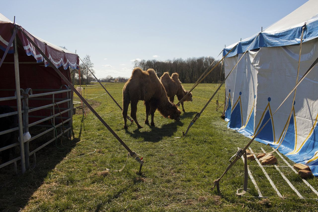 Gestrande circusdieren vervelen zich 