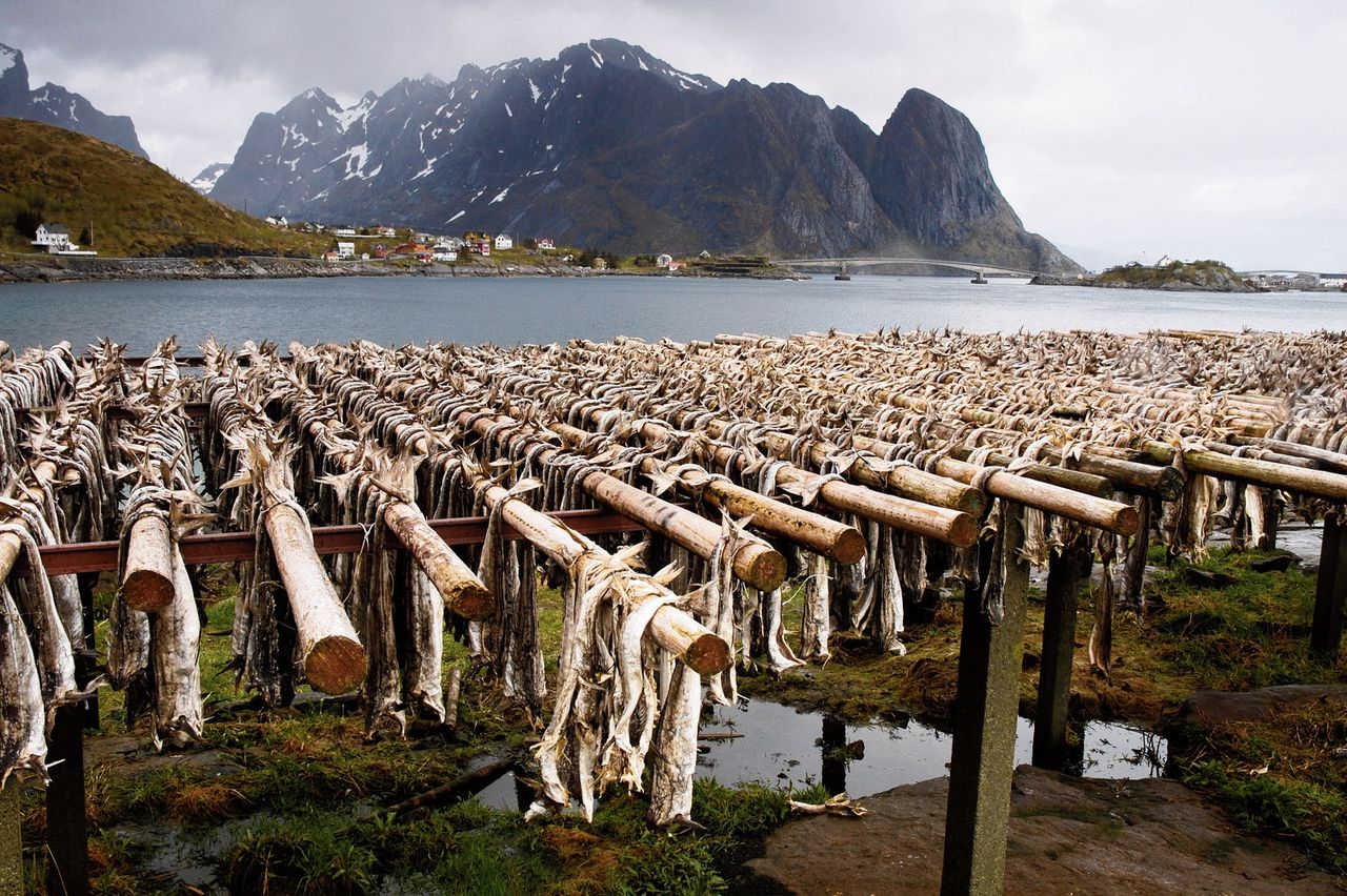 Visgraten verraden: Vikingen brachten kabeljauw naar Duitsland 