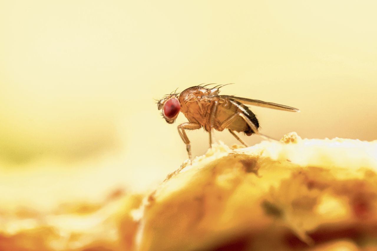 Fruitvliegen maken op hun zuigsnuit een smaakreceptor aan die reageert op de basische stof hydroxide.