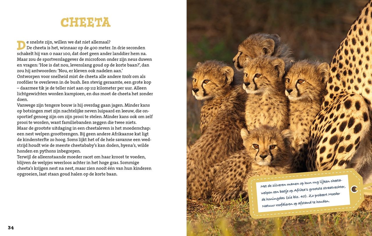 De pagina over cheeta's, met een foto van Ariadne van Zandbergen.